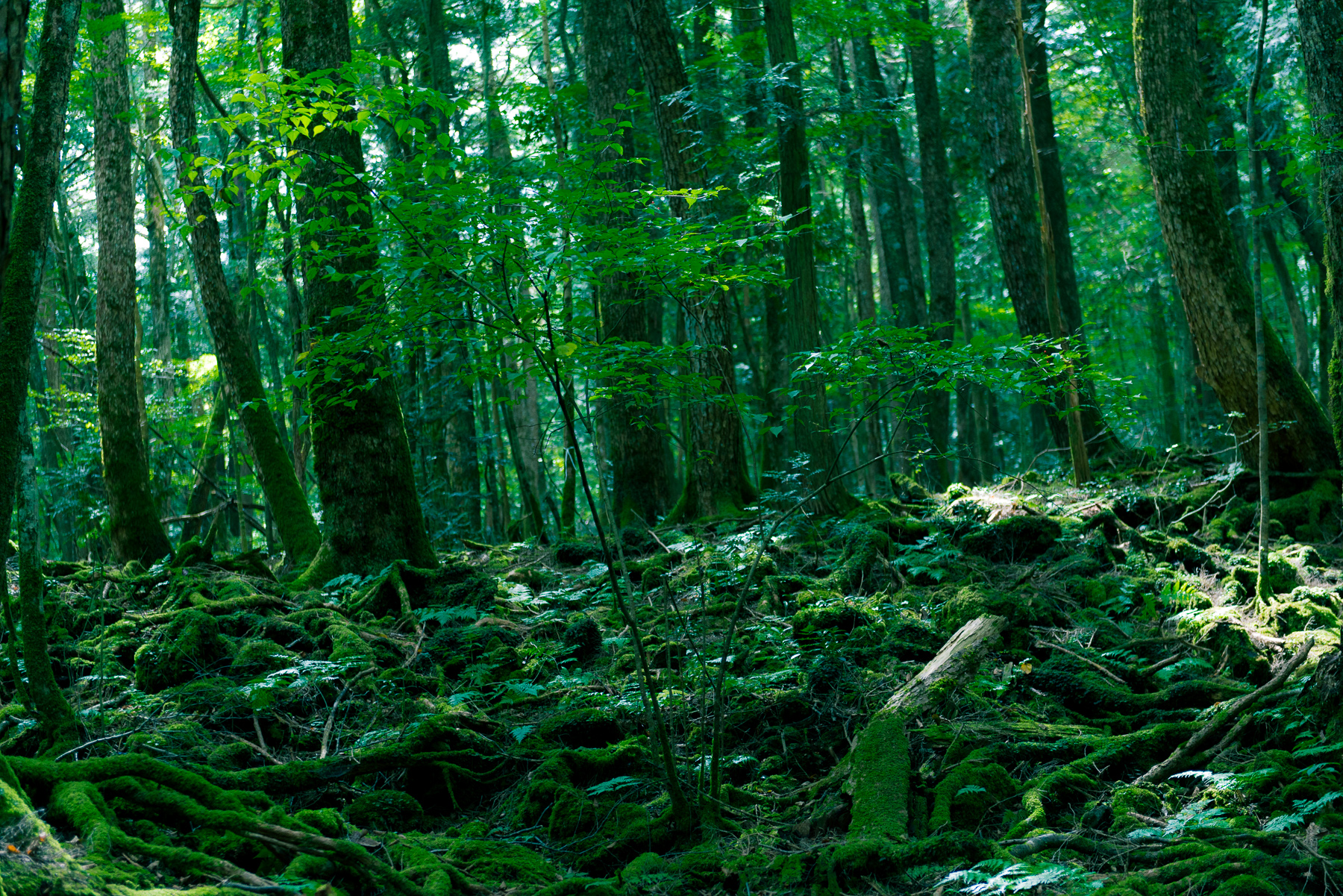 The Forest: Hollywood’s whitewashing of Japanese suicide