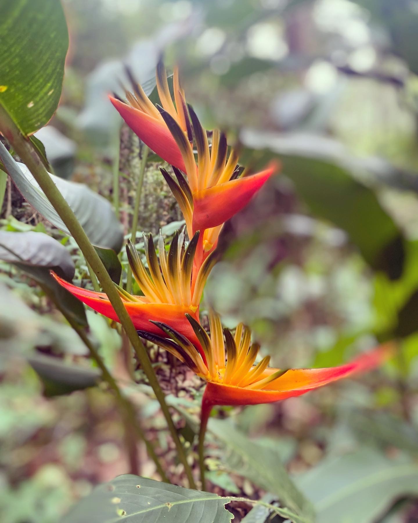 A photograph of Birds of Paradise flowers. They are orange and red